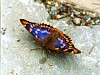 画像は、コムラサキの成虫♂