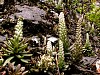 岩場に生える希少植物のツメレンゲ。 画像は、希少植物のツメレンゲ