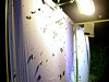 画像は、ライトトラップ法の様子