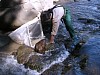 画像は、水生昆虫類採取の様子