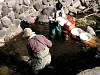画像は、水生昆虫類採取の様子