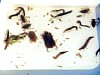 画像は、採取された水生昆虫類