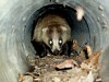 画像は、土管に潜むアナグマ