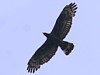 画像は、猛禽類ハチクマの成鳥♂