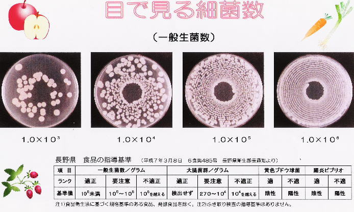 目で見る細菌数 (一般生菌数)